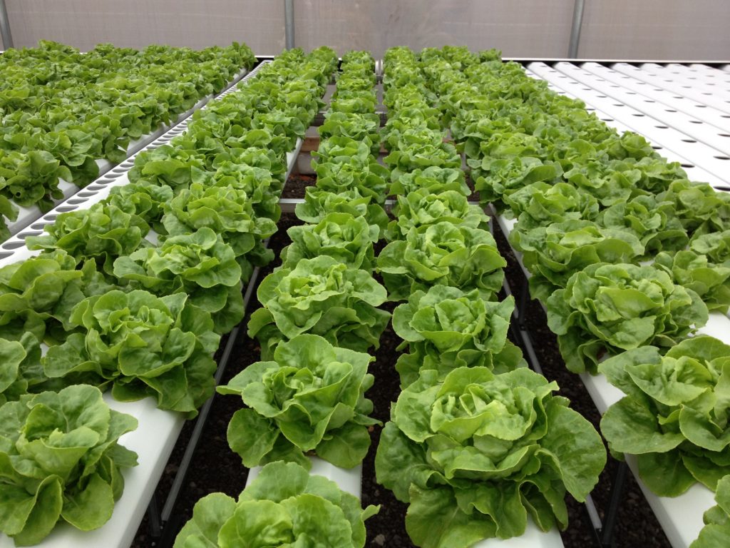 Mixed Salad Greens - O'ahu Fresh