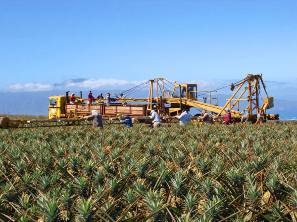 Maui Gold Pineapple Company - O‘ahu Fresh